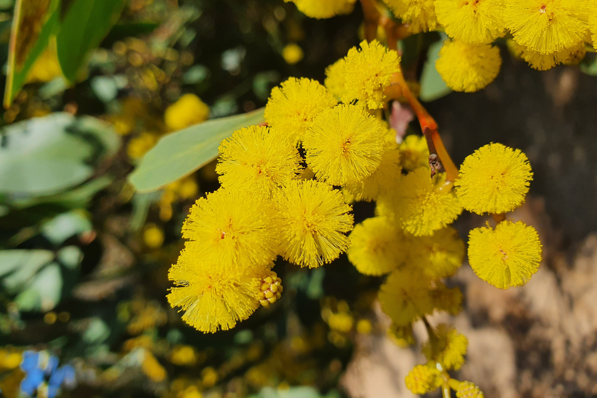 Yellow wattle flower in bloom