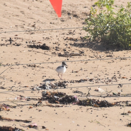 Hooded Plover fledgling in Ocean Grove on the beach