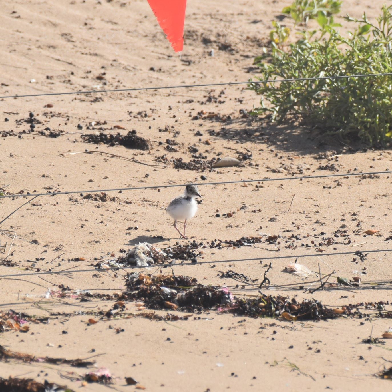 Hooded Plover fledgling in Ocean Grove on the beach