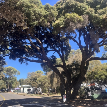Entrance to Barwon Heads Caravan Park