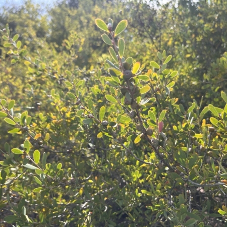 Coast tea-tree shrub up close